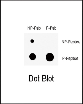 Phospho-Wee1(S123) Antibody