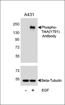 Phospho-TrkA(Y791) Antibody