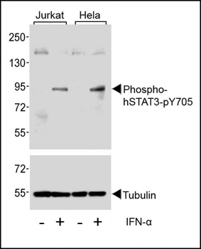 Phospho-STAT3(Y705) Antibody