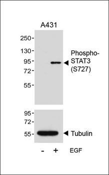 Phospho-STAT3(S727) Antibody
