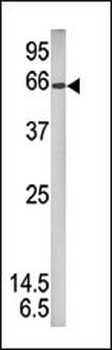 Phospho-STAT1(S727) Antibody