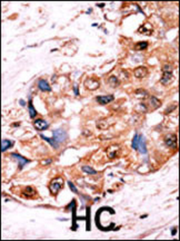 Bi-Phospho-YES1(Y537)/Phospho-SRC(Y530) Antibody