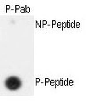 Phospho-SEPARIN(S1126) Antibody