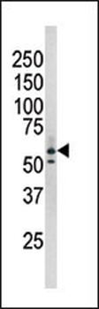Phospho-RAD9(S277) Antibody