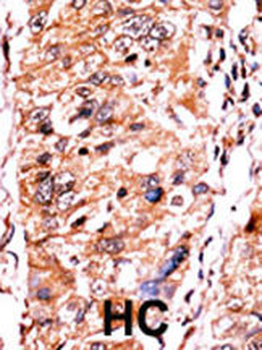 Phospho-p16-INK4A(S140) Antibody