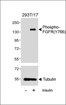 Phospho-FGFR(Y766) Antibody