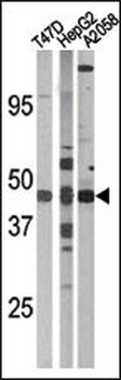 Phospho-E2F1(S337) Antibody