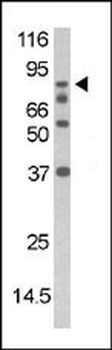Phospho-DAXX(S213) Antibody