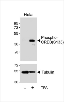 Phospho-CREB(S133) Antibody
