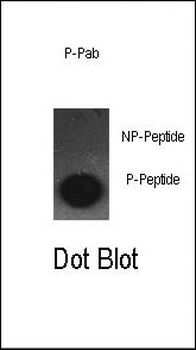 Phospho-cJun(S63) Antibody