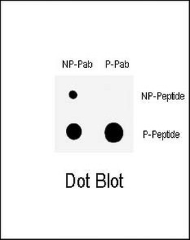 Phospho-CHK1(S317) Antibody