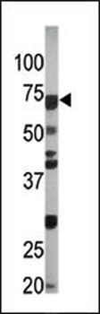 Phospho-CDC6(S54) Antibody
