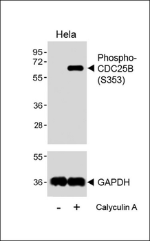 Phospho-CDC25B(S353) Antibody