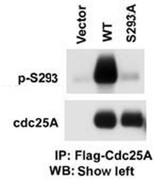 Phospho-CDC25A(S293) Antibody