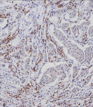 Phospho-CDC25A(S124) Antibody