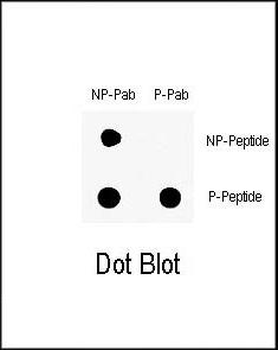 Phospho-ABL1(Y251) Antibody