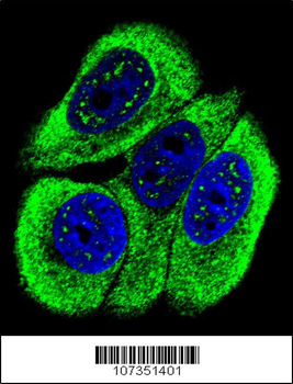 Phospho-ABL1(Y251) Antibody