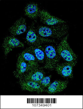 Phospho-ABL1(Y245) Antibody