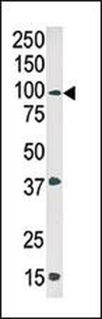 Phospho-ABL1(Y245) Antibody