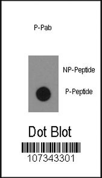 Phospho-ABL1(Y134) Antibody