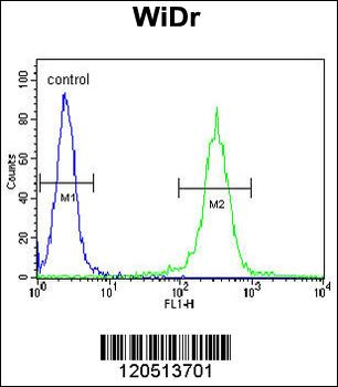 ATP5B Antibody (Center)