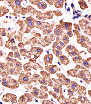 ATP5B Antibody (Center)