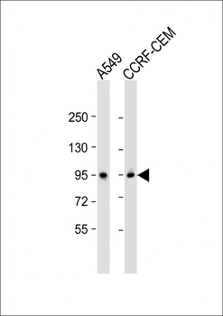 CD71 Antibody (C-term)
