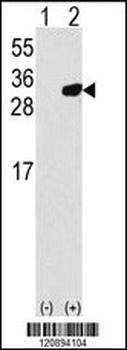 PRDX6 Antibody (C-term)