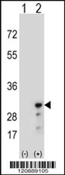PRDX3 Antibody (N-term)