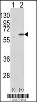 PDIA3 Antibody (C-term)