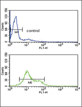 MDH1 Antibody (C-term)