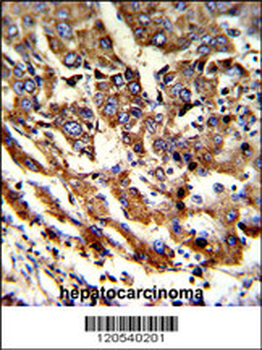 ERP29 Antibody (Center)