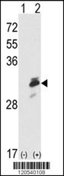 ERP29 Antibody (Center)
