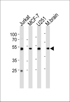 ENOA Antibody (C-term)