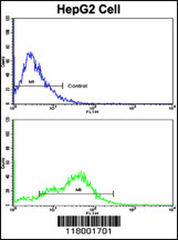 CD38 Antibody (C-term)