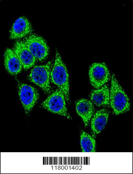 CD38 Antibody (C-term)