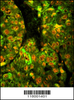 CD38 Antibody (C-term)