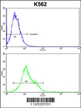 HSPH1 Antibody (Center)
