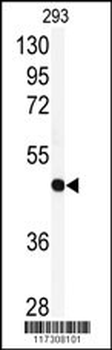 RFC3 Antibody (Center)