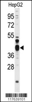 FEN1 Antibody (Center)