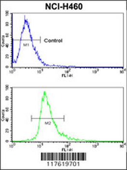 CXADR Antibody (Center)