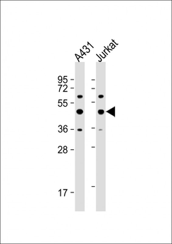 PA2G4 Antibody (Center R243)