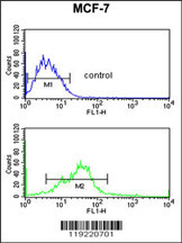 EBP1 Antibody (C-term)