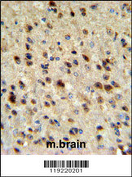 EBP1 Antibody (C-term)
