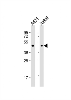 EBP1 Antibody (C-term)