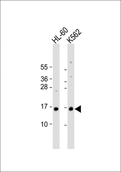 SNRPD1 Antibody (Center)