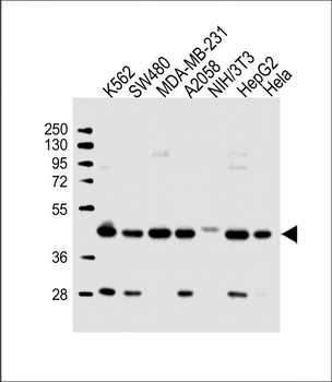 POLR1C Antibody (C-term)