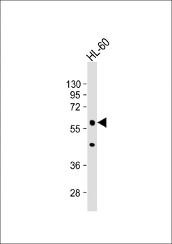 POLG2 Antibody (Center)