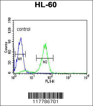 POLG2 Antibody (C-term)