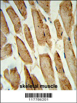 POLG2 Antibody (C-term)